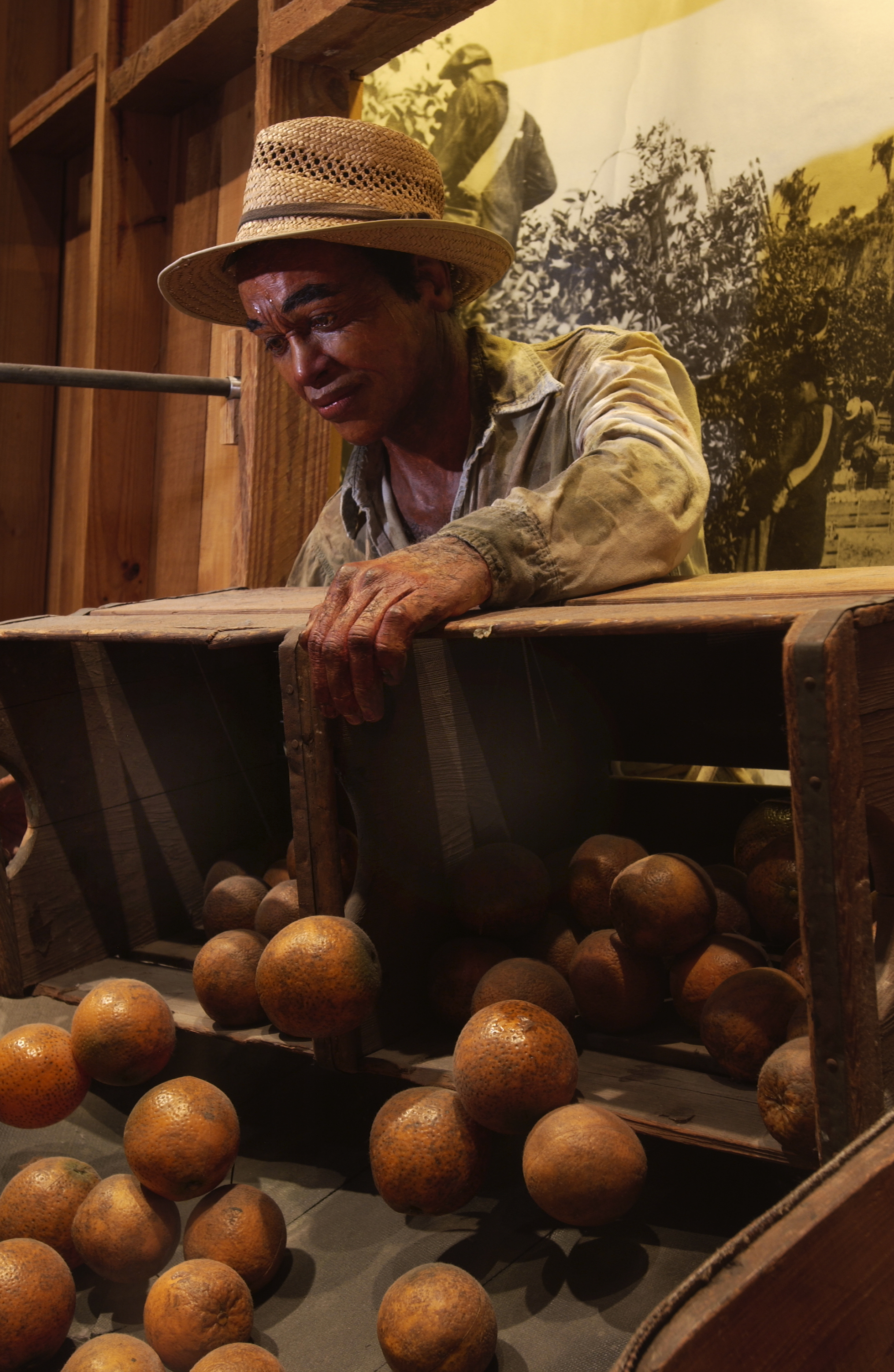 The Citrus Industry in Florida